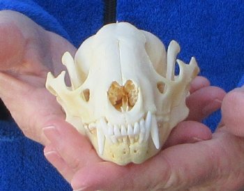 Raccoon Skull 5 inch
