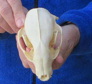 Raccoon Skull 5 inch