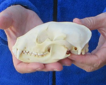 Raccoon Skull 5 inch