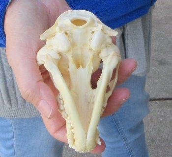 Raccoon Skull 5 inch