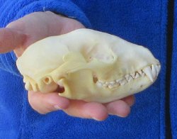 Raccoon Skull 5 inch