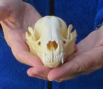Raccoon Skull 5 inch