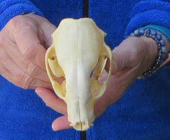 Raccoon Skull 5 inch