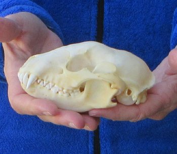 Raccoon Skull 5 inch
