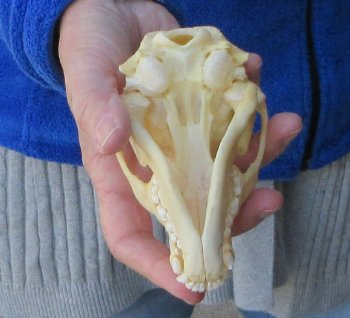 Raccoon Skull 5 inch