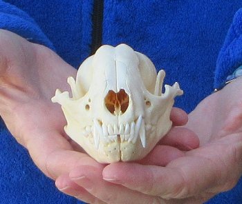 Raccoon Skull 4-3/4 inch
