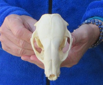 Raccoon Skull 4-3/4 inch