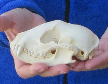 Raccoon Skull 4-3/4 inch