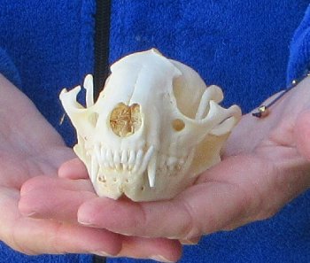 Raccoon Skull 4-3/4 inch