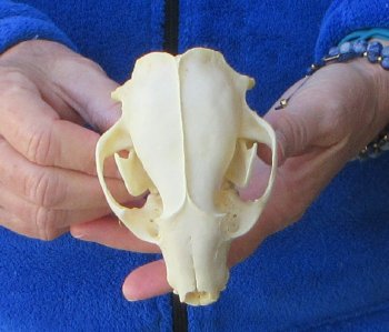 Raccoon Skull 4-3/4 inch