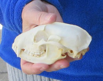 Raccoon Skull 4-3/4 inch