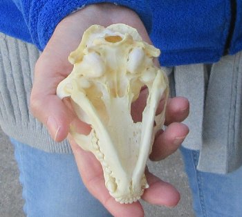 Raccoon Skull 4-3/4 inch