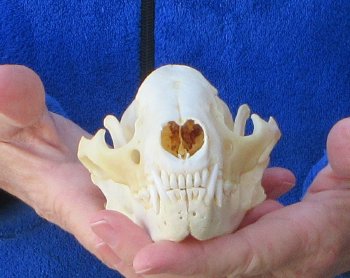 Raccoon Skull 5-1/4 inch