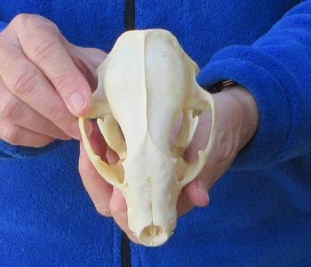Raccoon Skull 5-1/4 inch