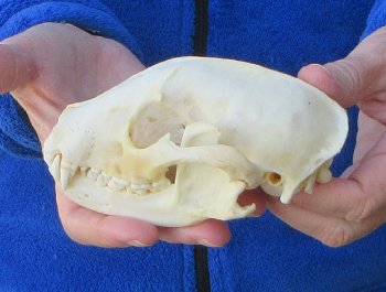 Raccoon Skull 5-1/4 inch