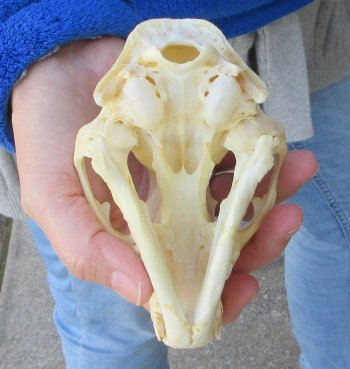 Raccoon Skull 5-1/4 inch