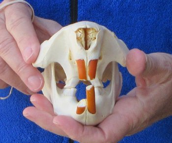  B-Grade 5" North American Beaver Skull 