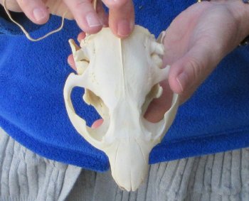  B-Grade 5" North American Beaver Skull 