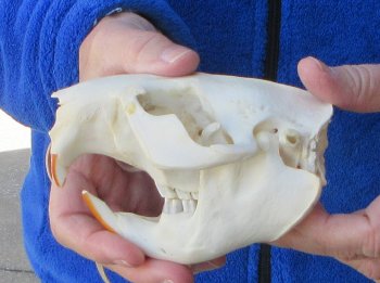  B-Grade 5" North American Beaver Skull 