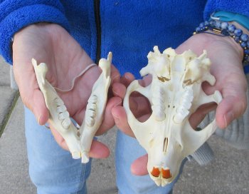  B-Grade 5" North American Beaver Skull 