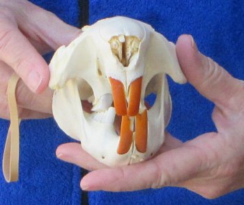  B-Grade 5" North American Beaver Skull 