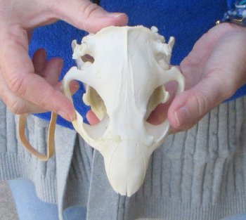  B-Grade 5" North American Beaver Skull 