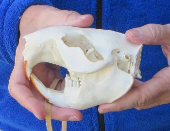  B-Grade 5" North American Beaver Skull 