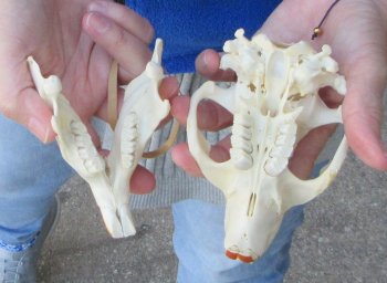  B-Grade 5" North American Beaver Skull 