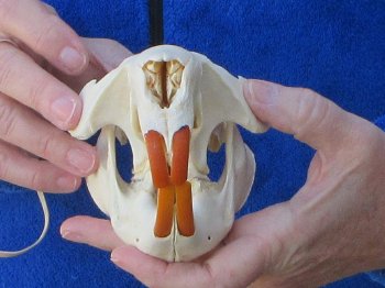  B-Grade 5" North American Beaver Skull 