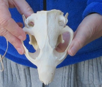  B-Grade 5" North American Beaver Skull 