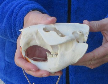  B-Grade 5" North American Beaver Skull 