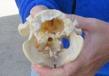  B-Grade 5" North American Beaver Skull 