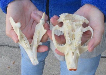  B-Grade 5" North American Beaver Skull 