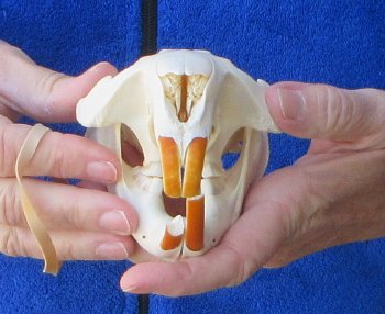 B-Grade 4-3/4" North American Beaver Skull 