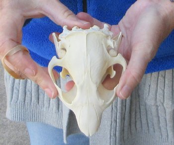  B-Grade 4-3/4" North American Beaver Skull 