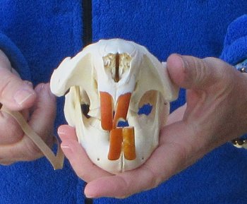  B-Grade 5" North American Beaver Skull 