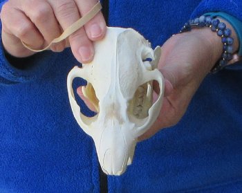  B-Grade 5" North American Beaver Skull 