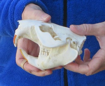  B-Grade 5" North American Beaver Skull 