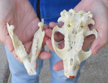  B-Grade 5" North American Beaver Skull 