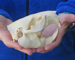 5-1/4" North American Beaver Skull 