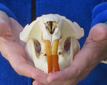 5-1/4" North American Beaver Skull 