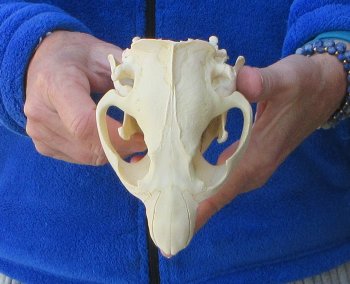 5-1/4" North American Beaver Skull 