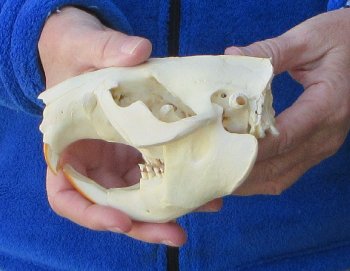 5-1/4" North American Beaver Skull 
