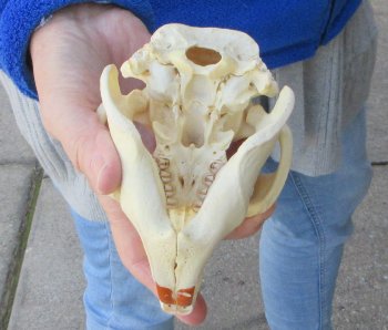 5-1/4" North American Beaver Skull 