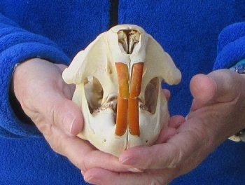 5" North American Beaver Skull 
