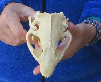 5" North American Beaver Skull 
