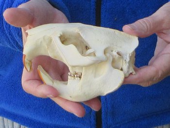5" North American Beaver Skull 