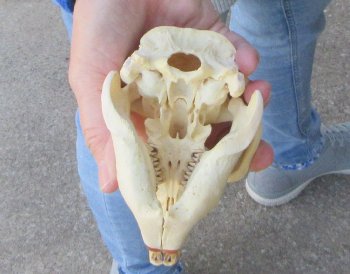 5" North American Beaver Skull 
