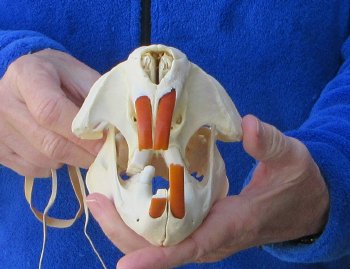  B-Grade 5-3/4" North American Beaver Skull 