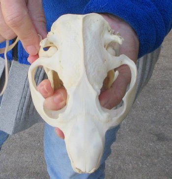  B-Grade 5-3/4" North American Beaver Skull 